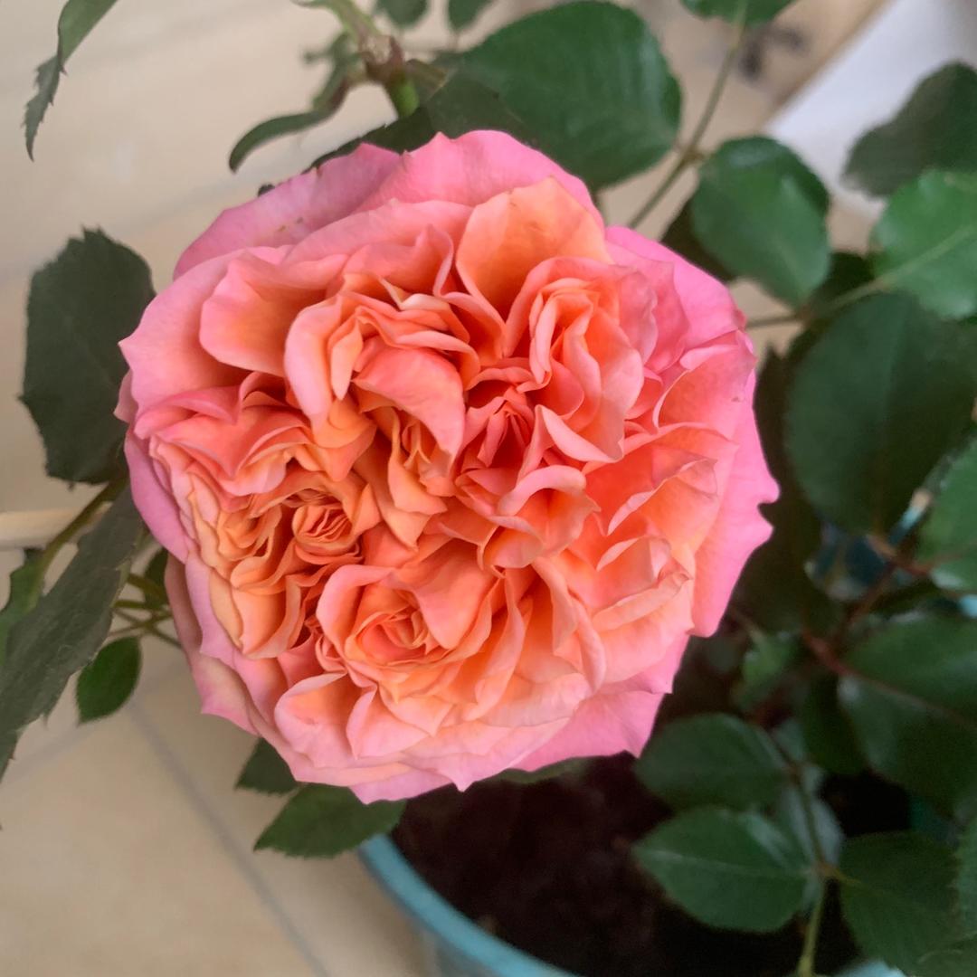 奇奇花卉绿植