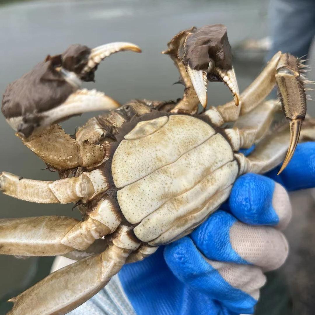 卖螃蟹的小邓🦀