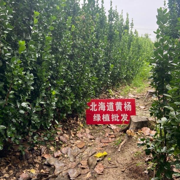 北海道黄杨种植