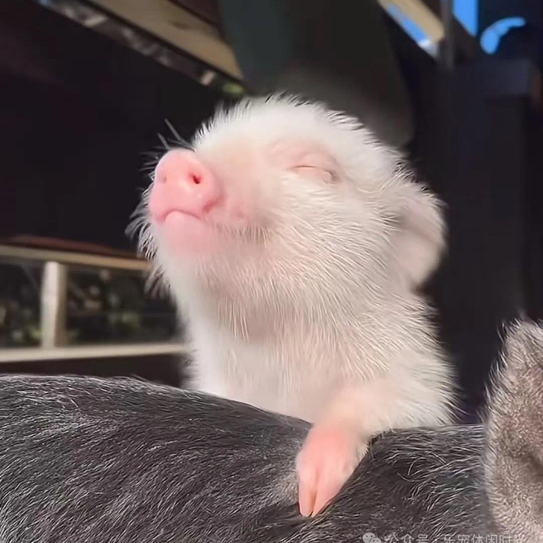 🐽