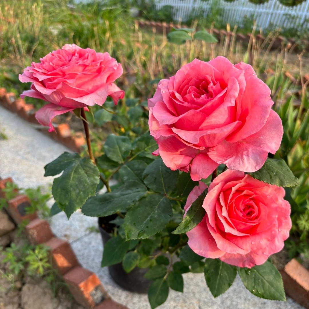 小雪花卉