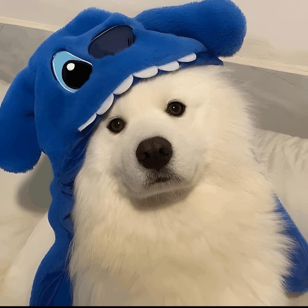愿