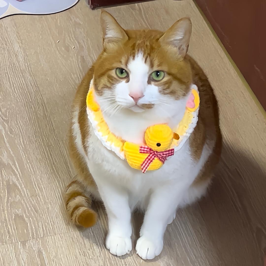 rich是只大橘猫
