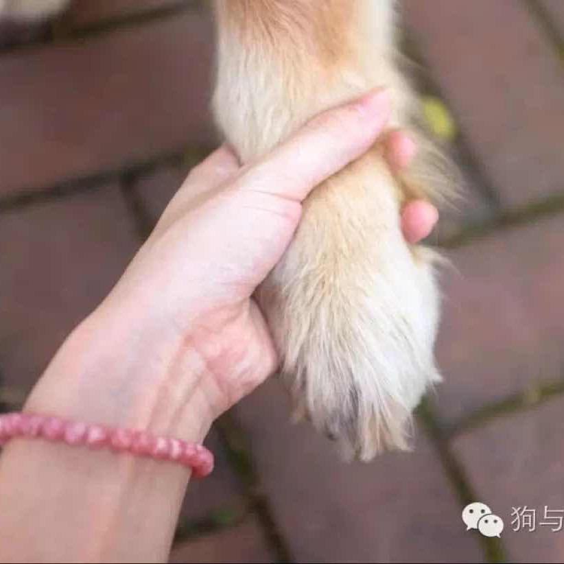 宝贝🐶回家