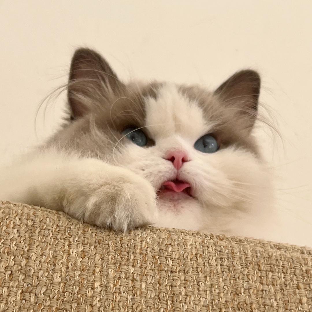 SH