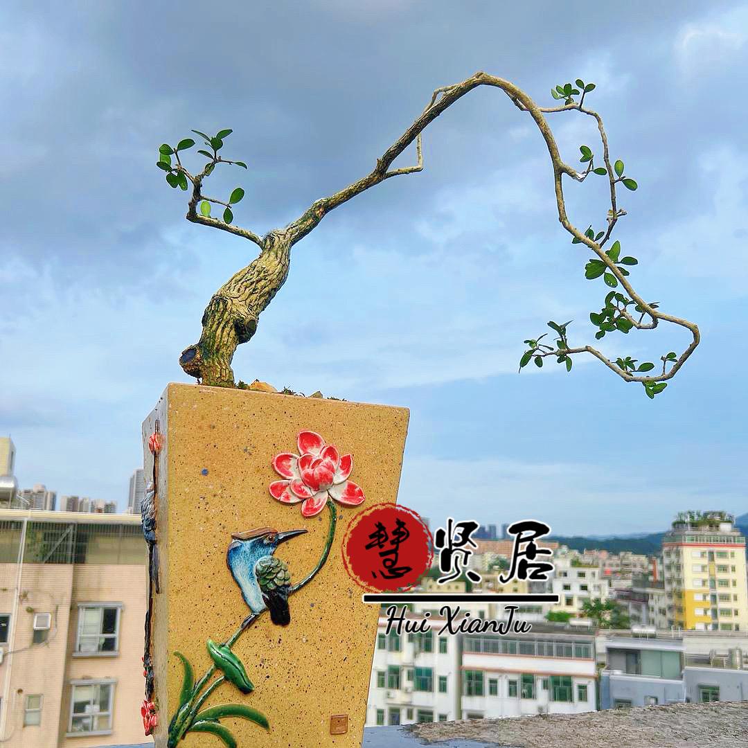 慧贤居