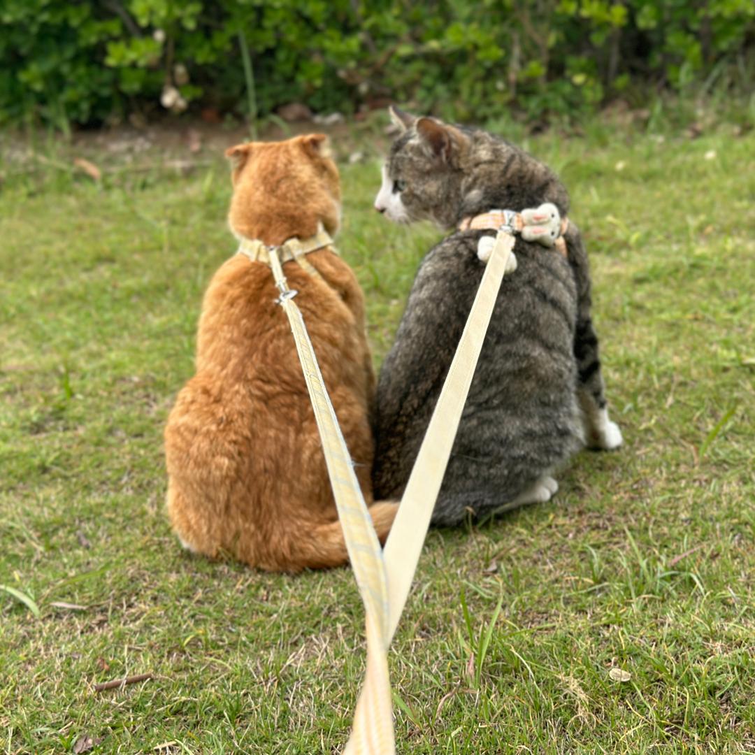 喵呜🐱喵呜的日常