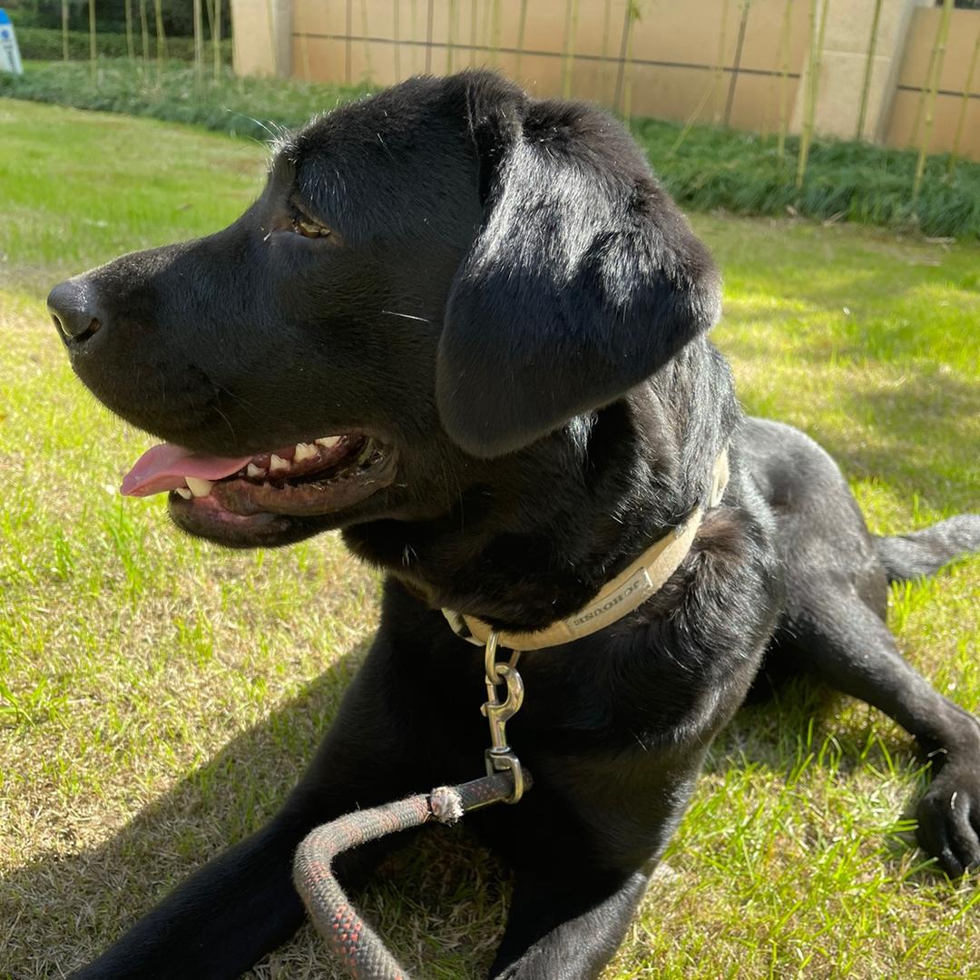 Willie的快乐生活