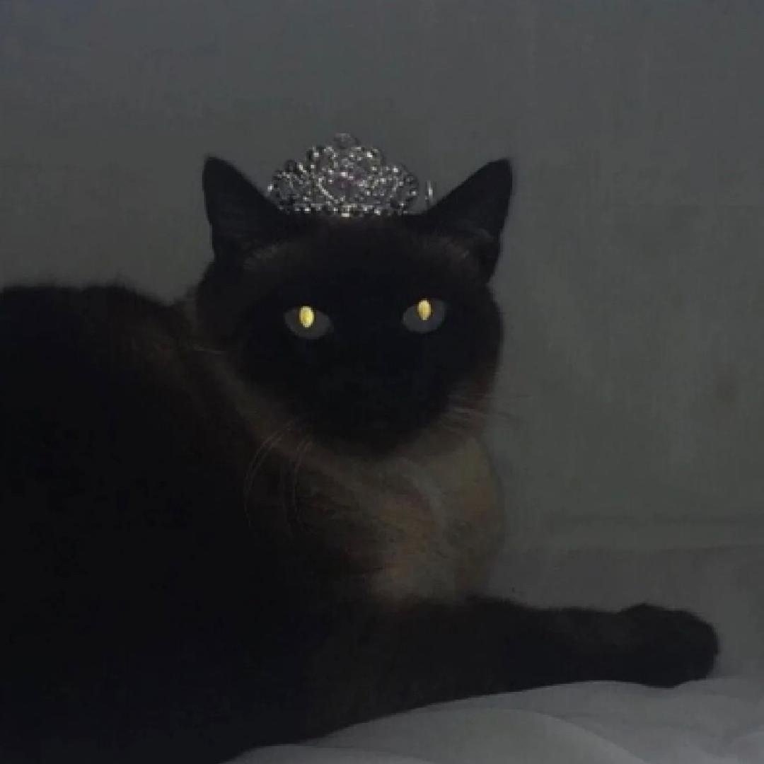 莎莎猫🐱
