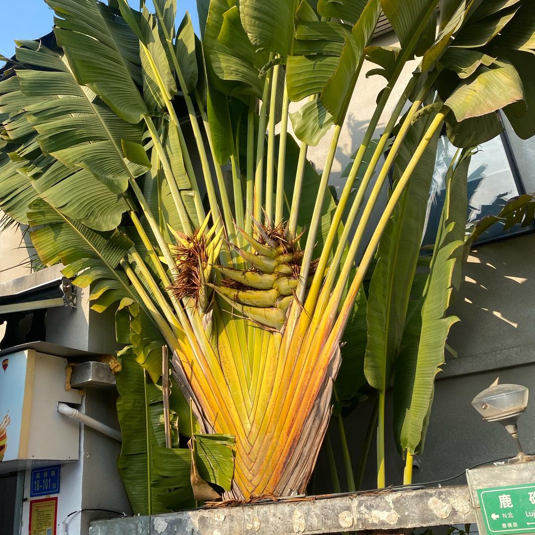 老百姓