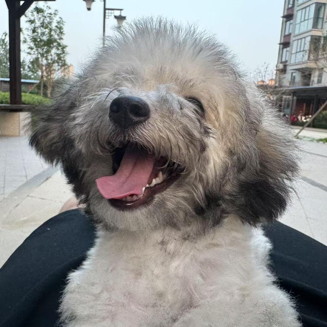 小狗嘟嘟