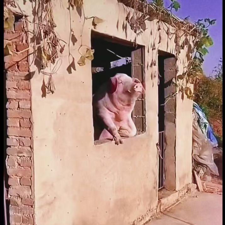 英俊的猪八戒