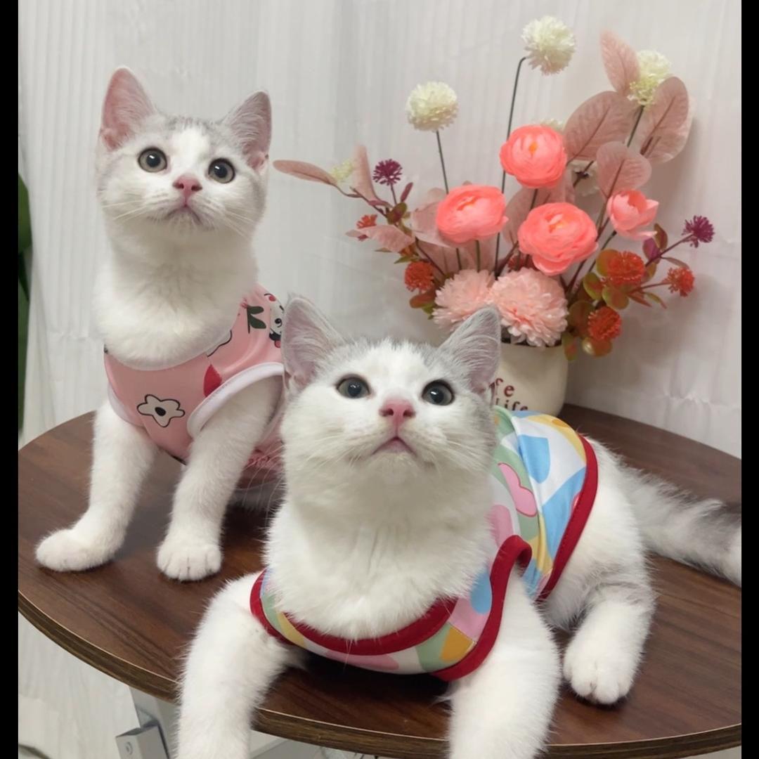 可乐是胖猫