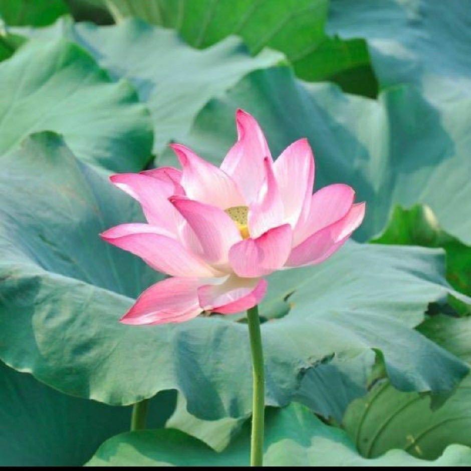 啊成 （希望你好）