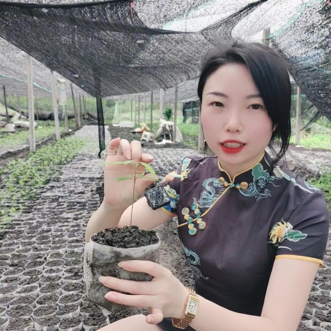 天赐苗木