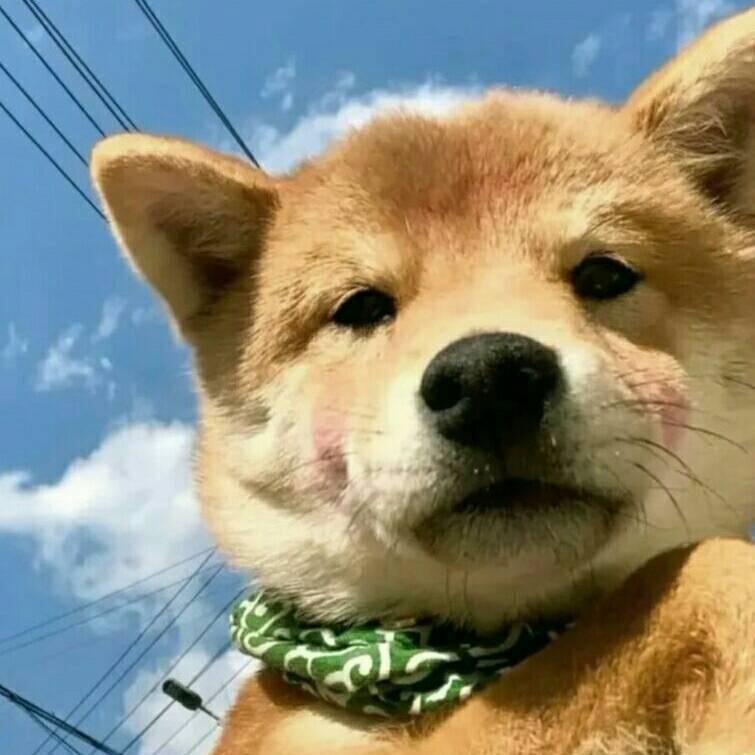 小🐑