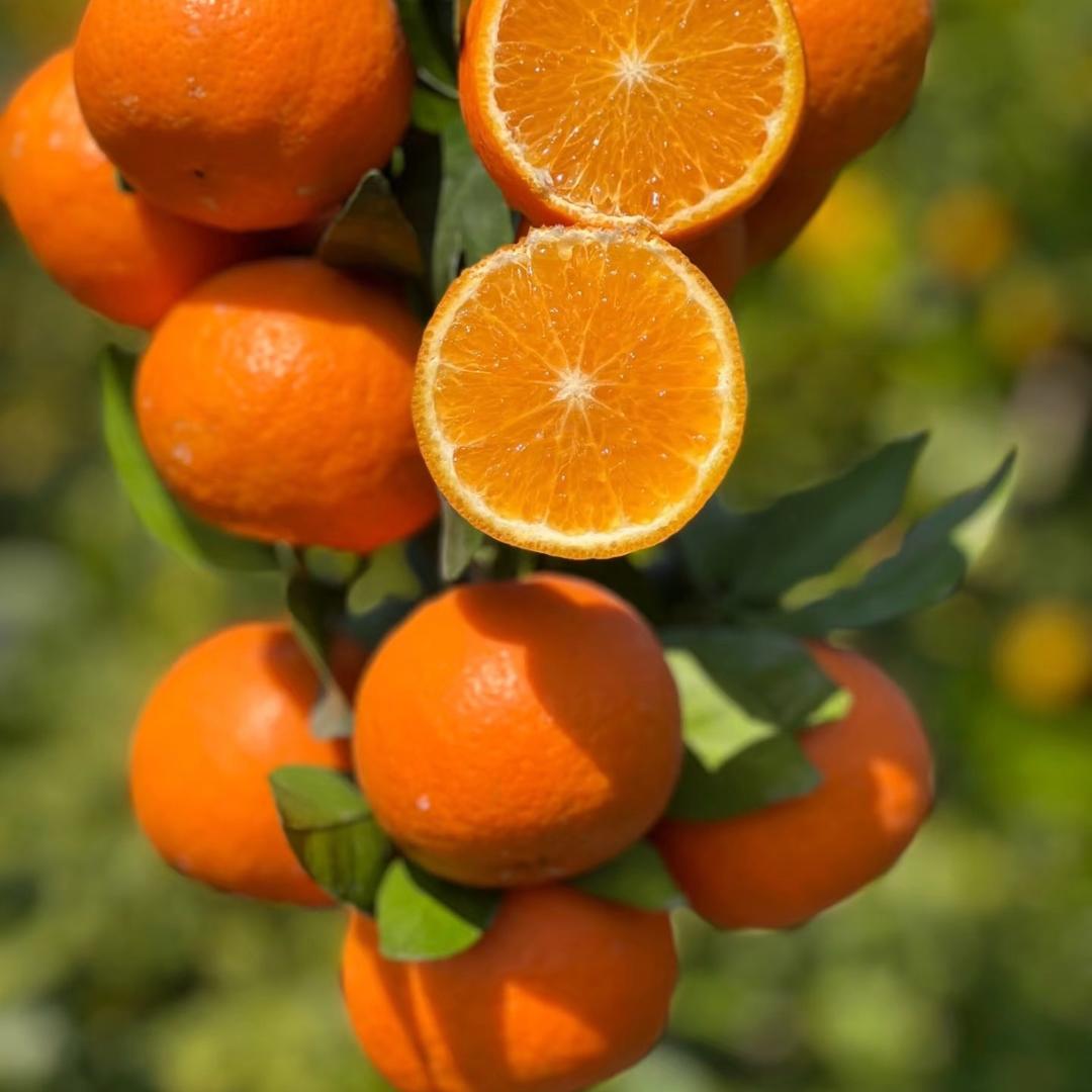 生鲜水果产地直发