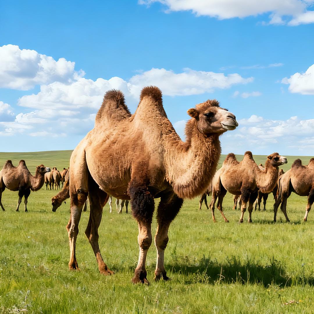 驼能量正宗新疆驼奶