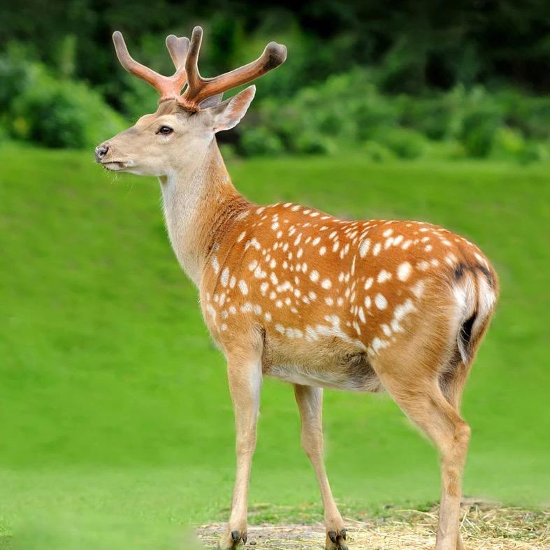 长白山润滋臻选