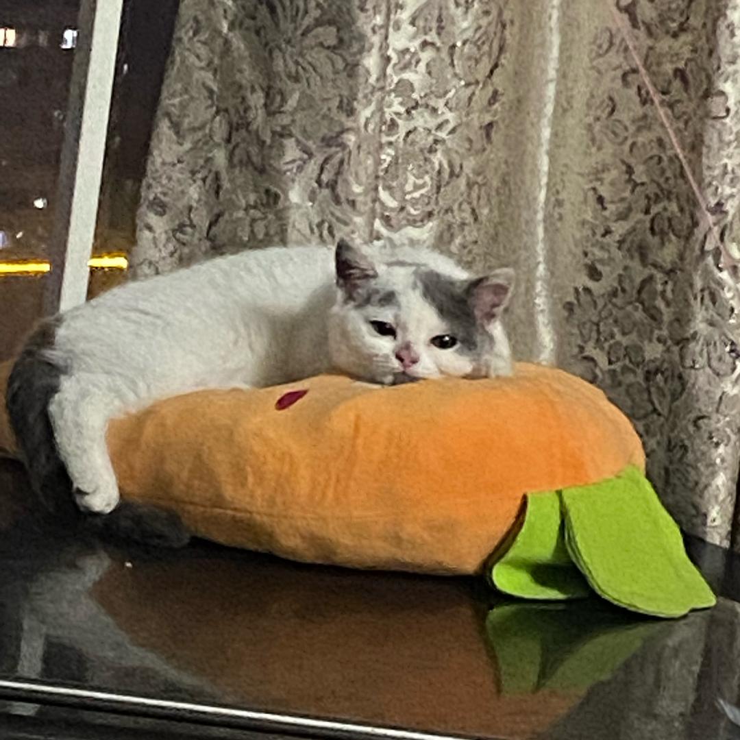 桃花山下种桃花