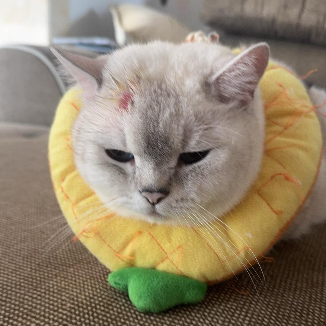 小咪👩🏻👩🏻（六胎备孕男宝中）