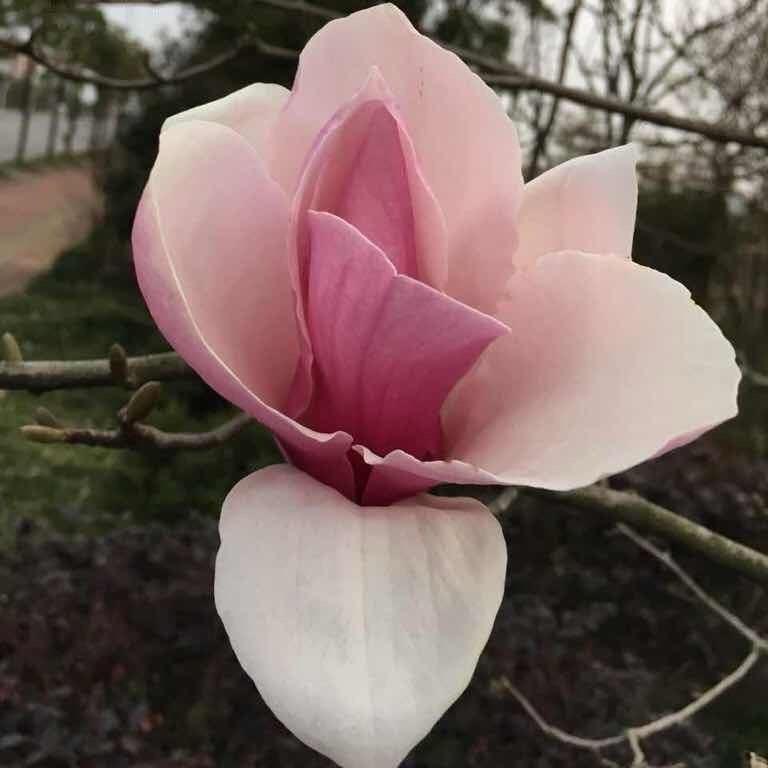幸福的约定