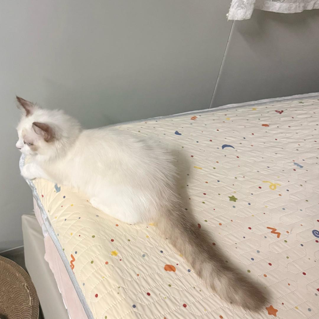 雾昂（已经瘦了20斤）