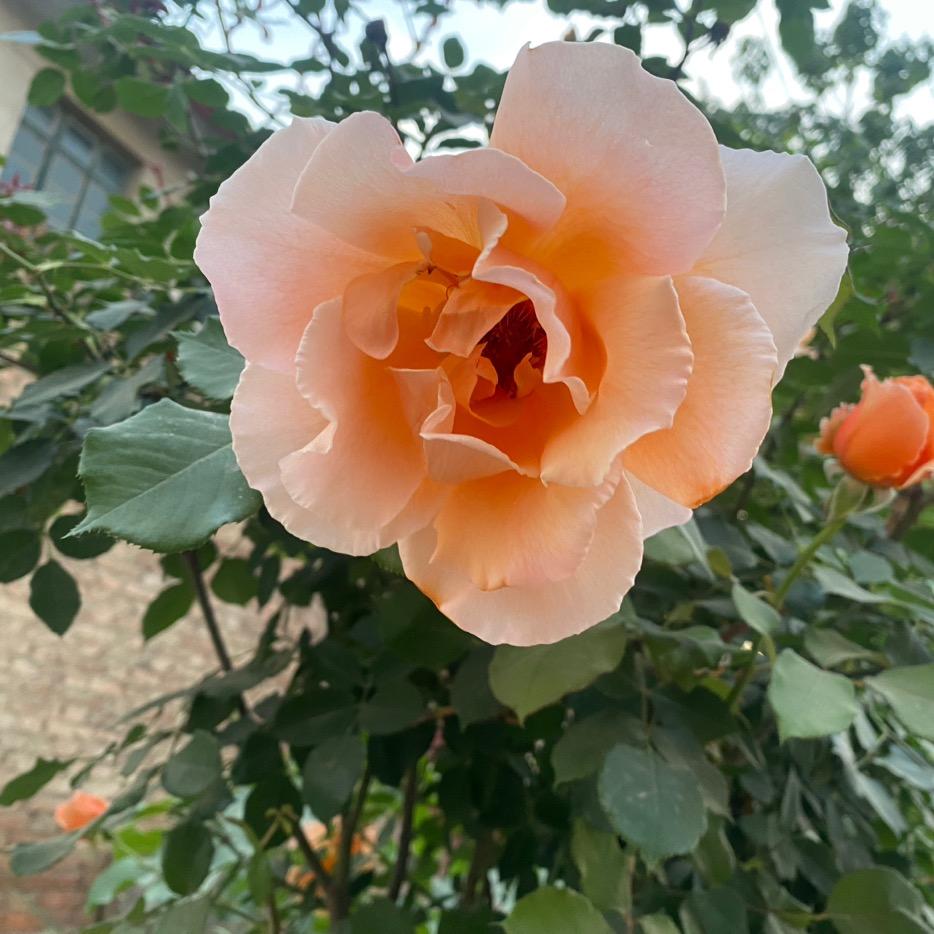 凯哥闹炸鸡