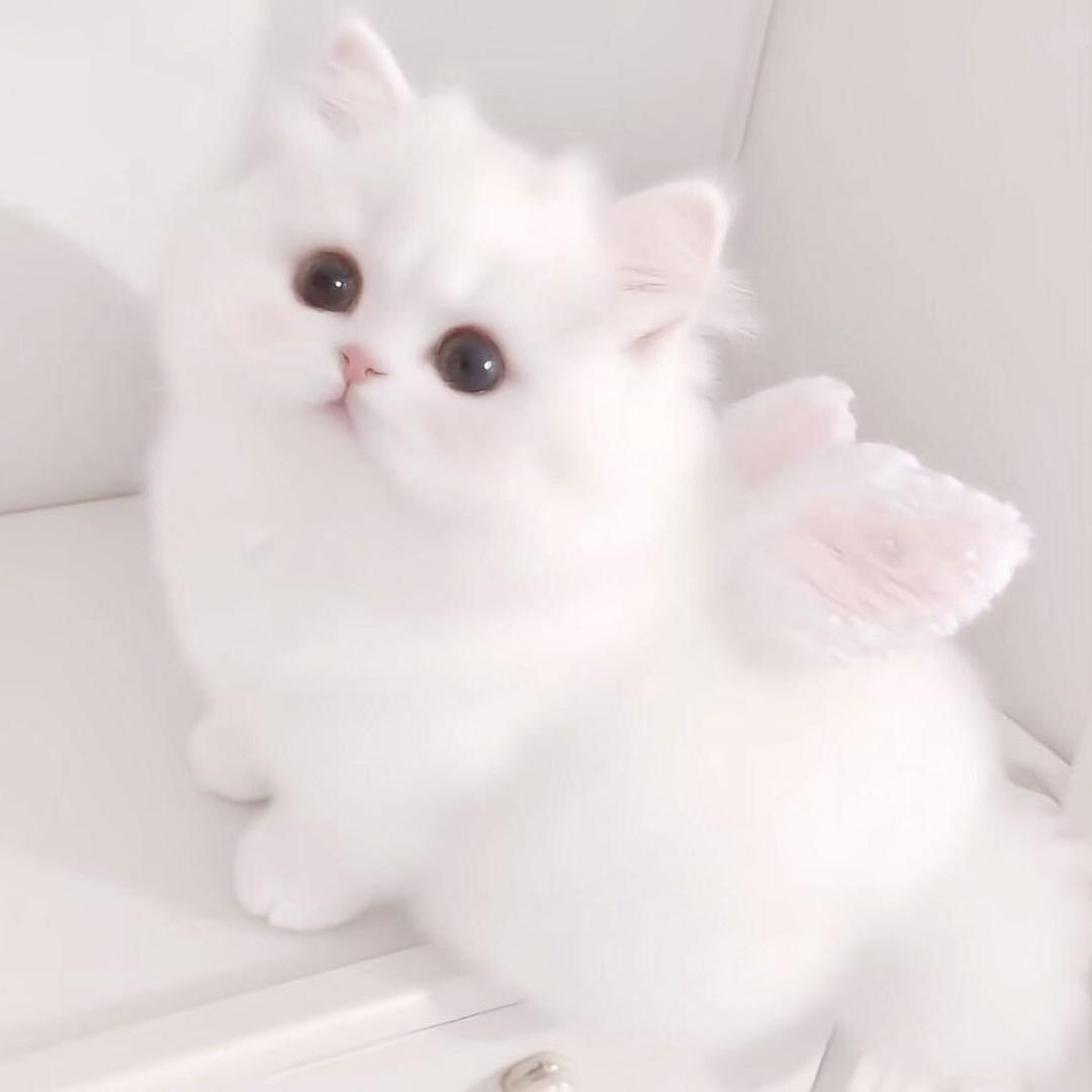 双子