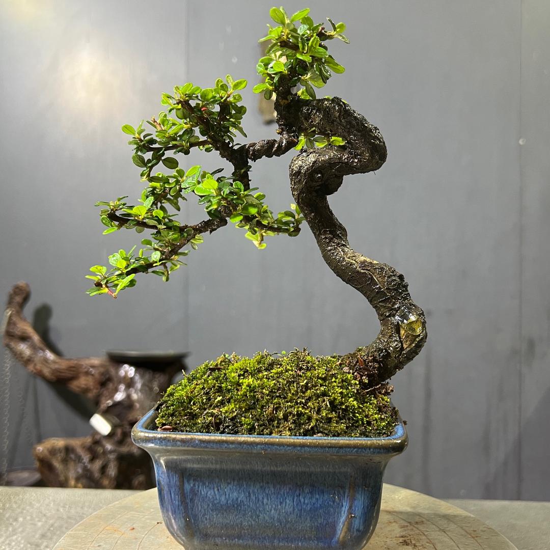 张家花园（大表姐）