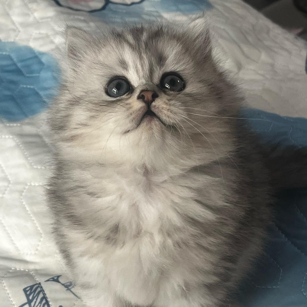 重庆最后的深情