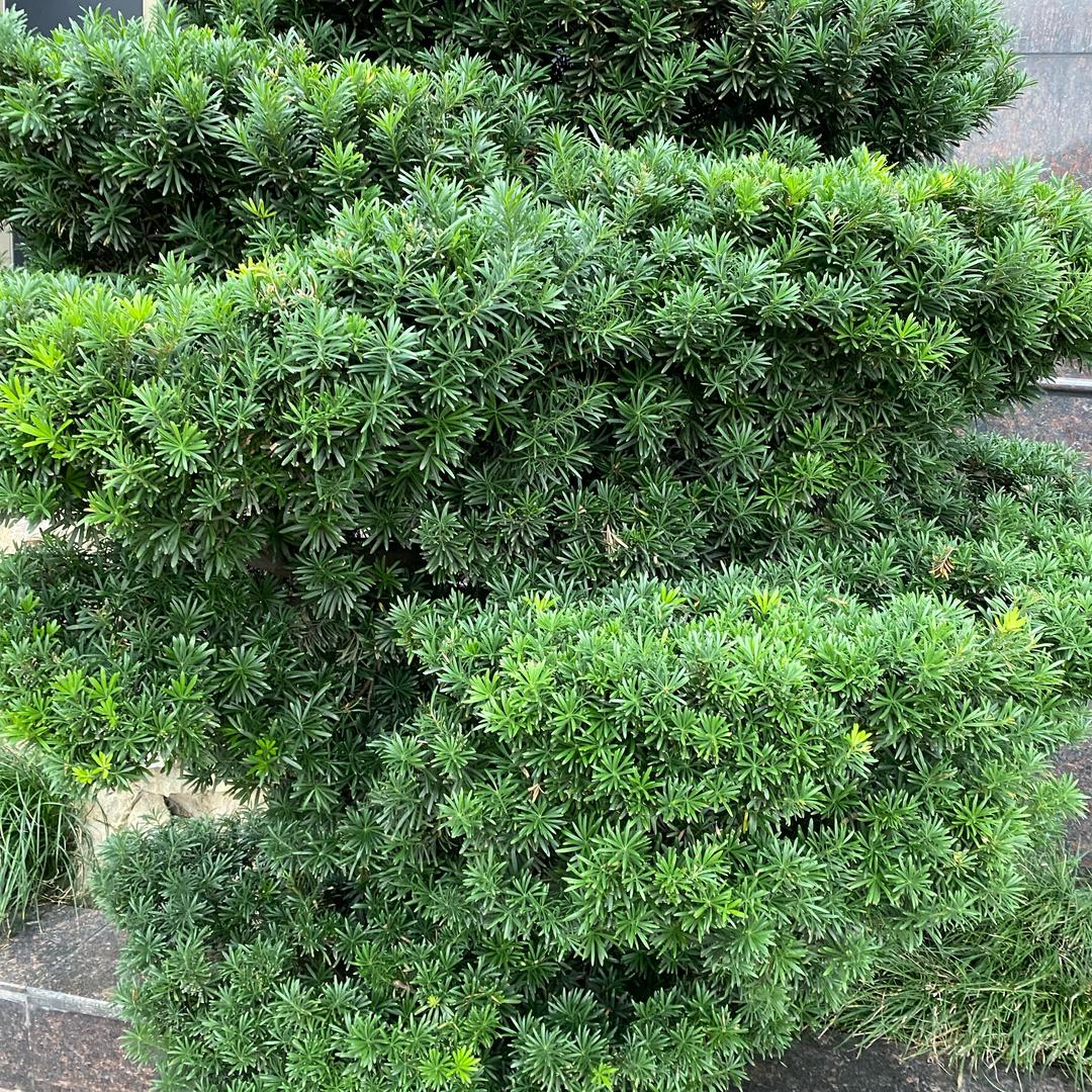 也无风雨也无晴