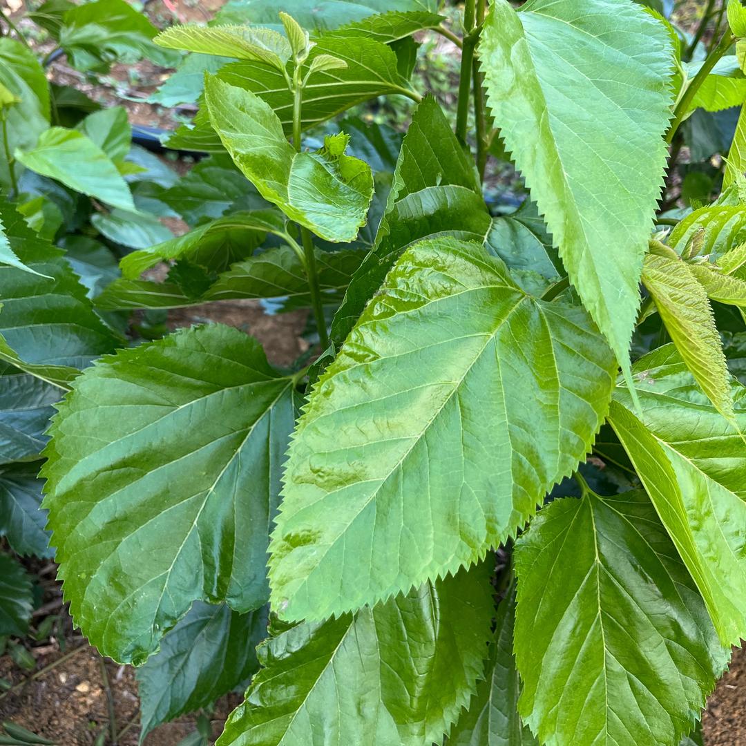 宜州区李总桑蚕技术服务部