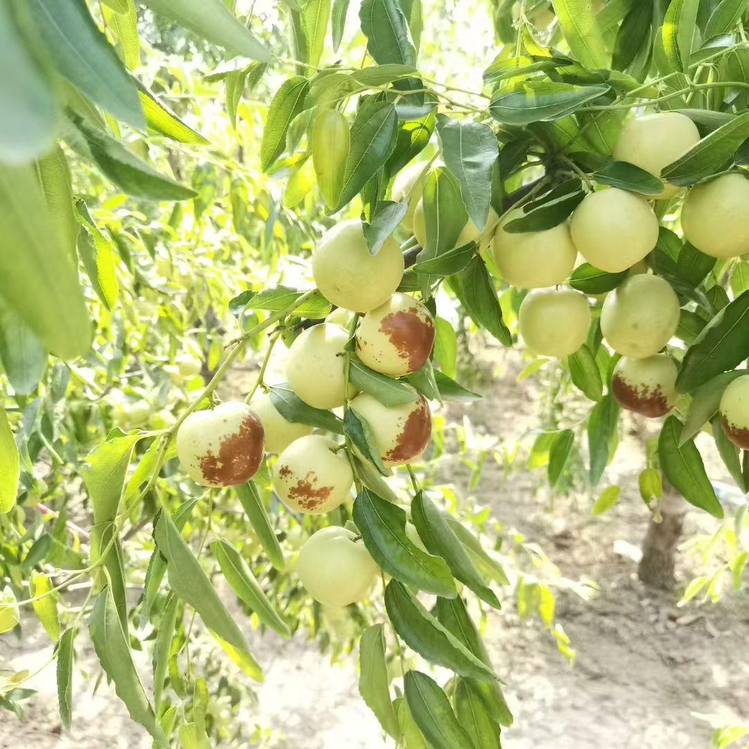 枣脆红（黄骅冬枣）