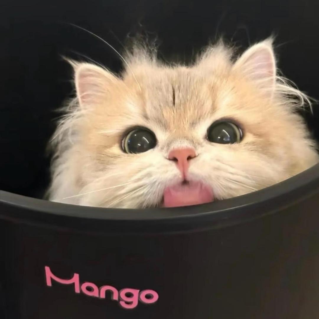 y🍟
