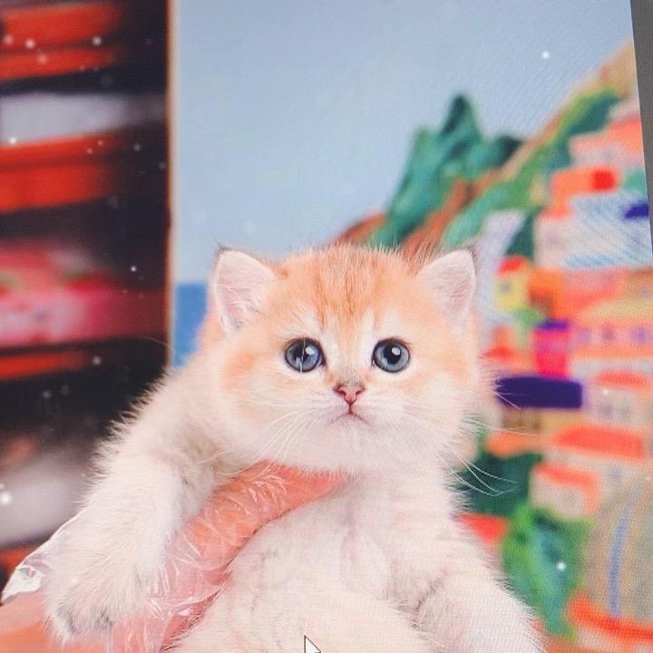 咪咪🐱🐱