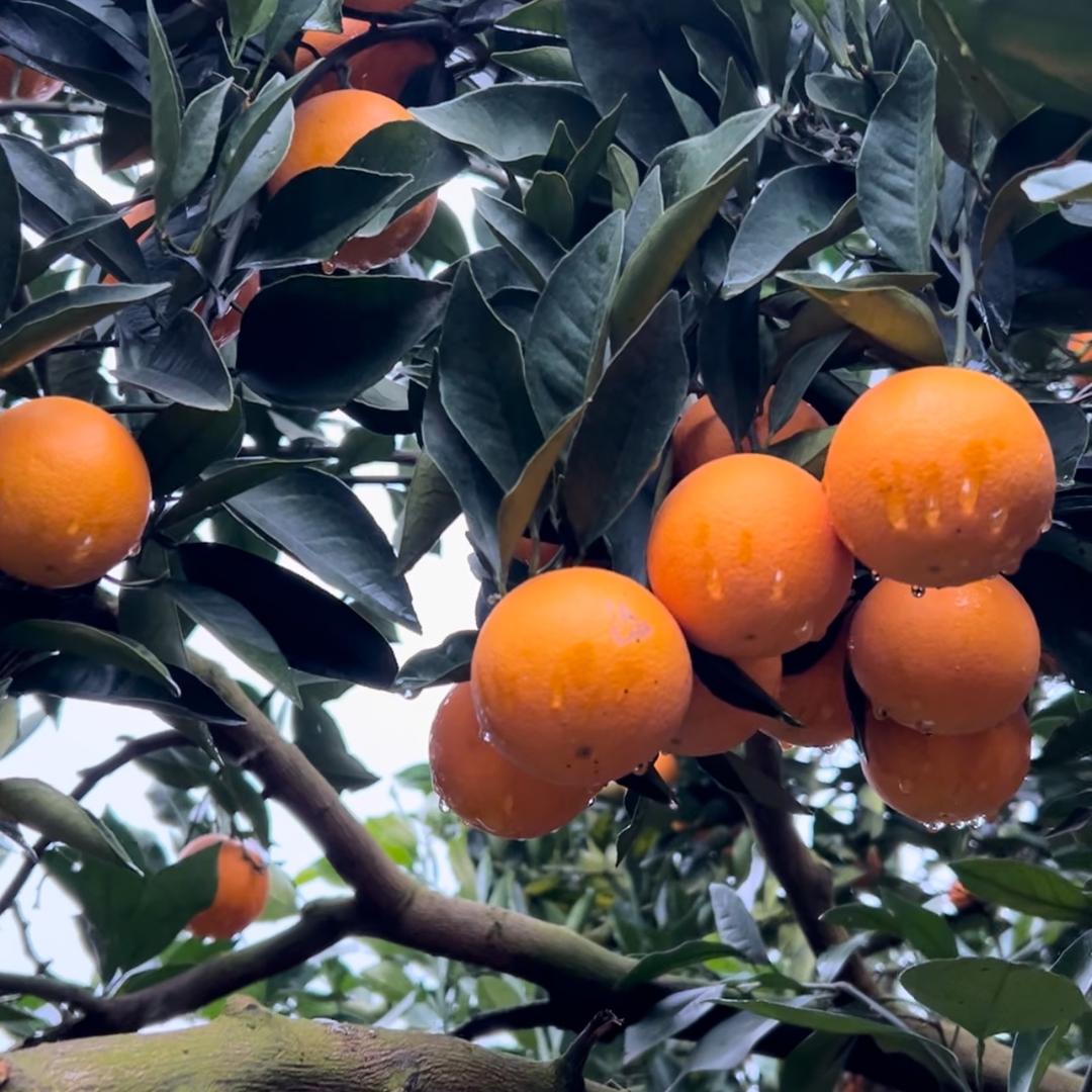 金橙优果新宁站