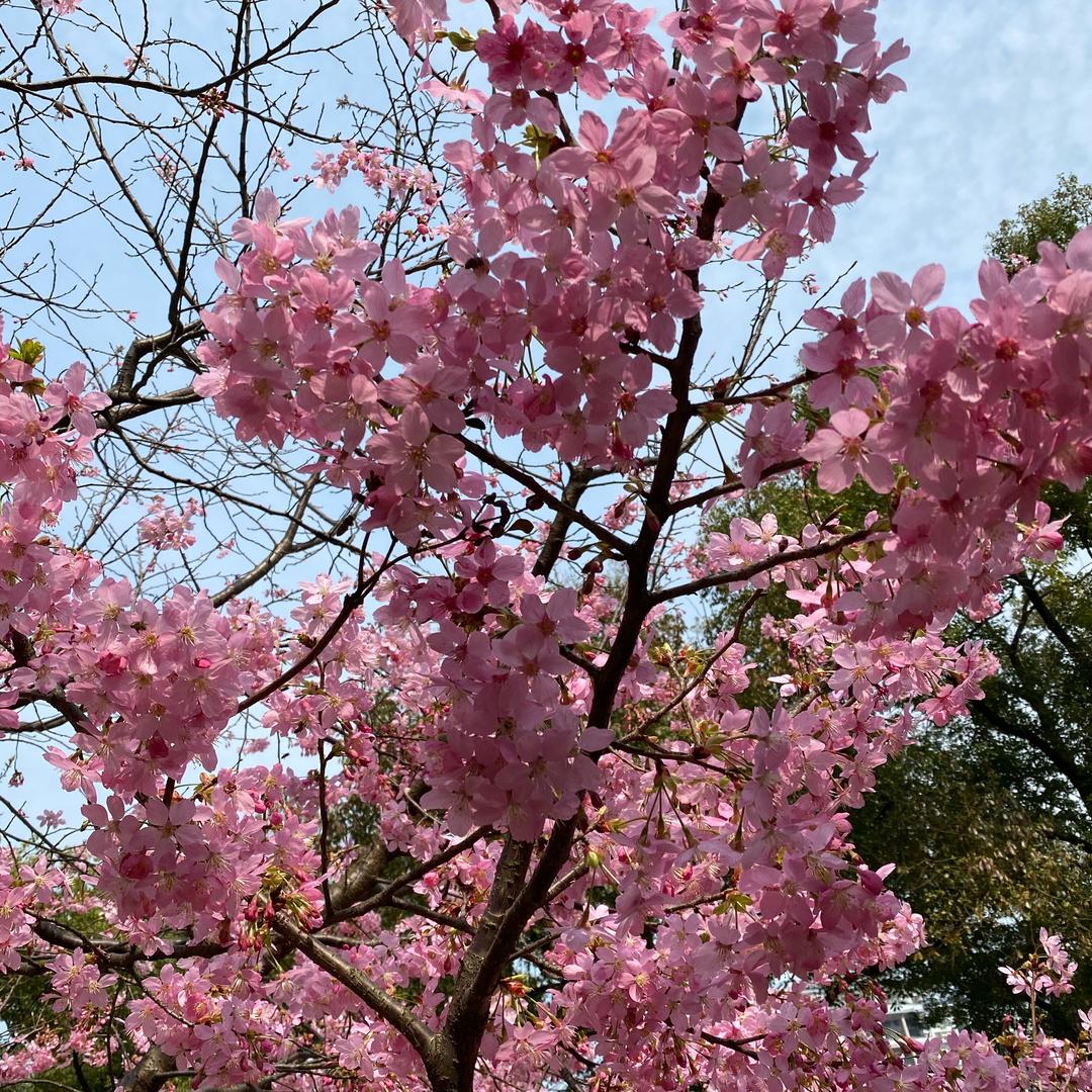 花钱跃下