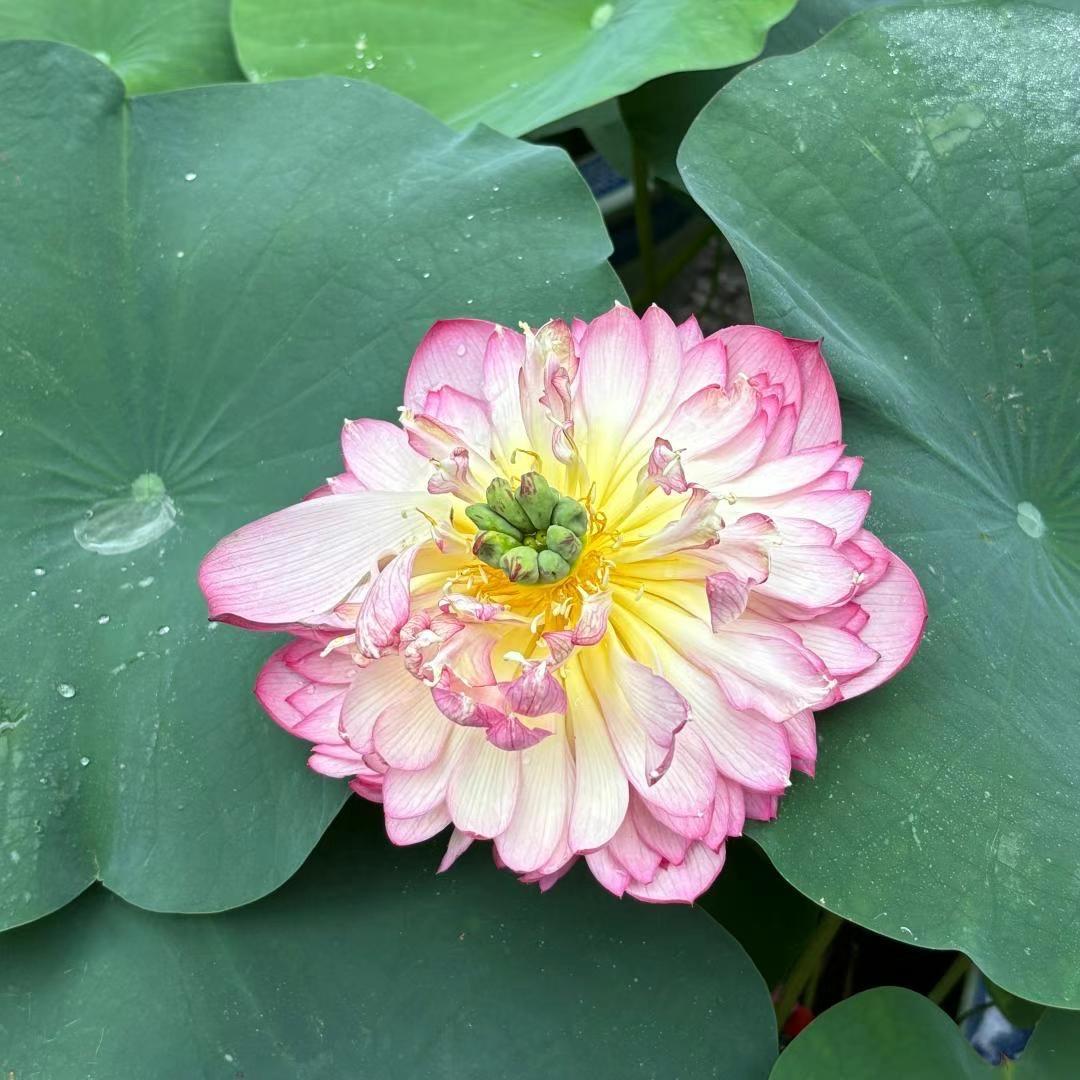 厚皮莲