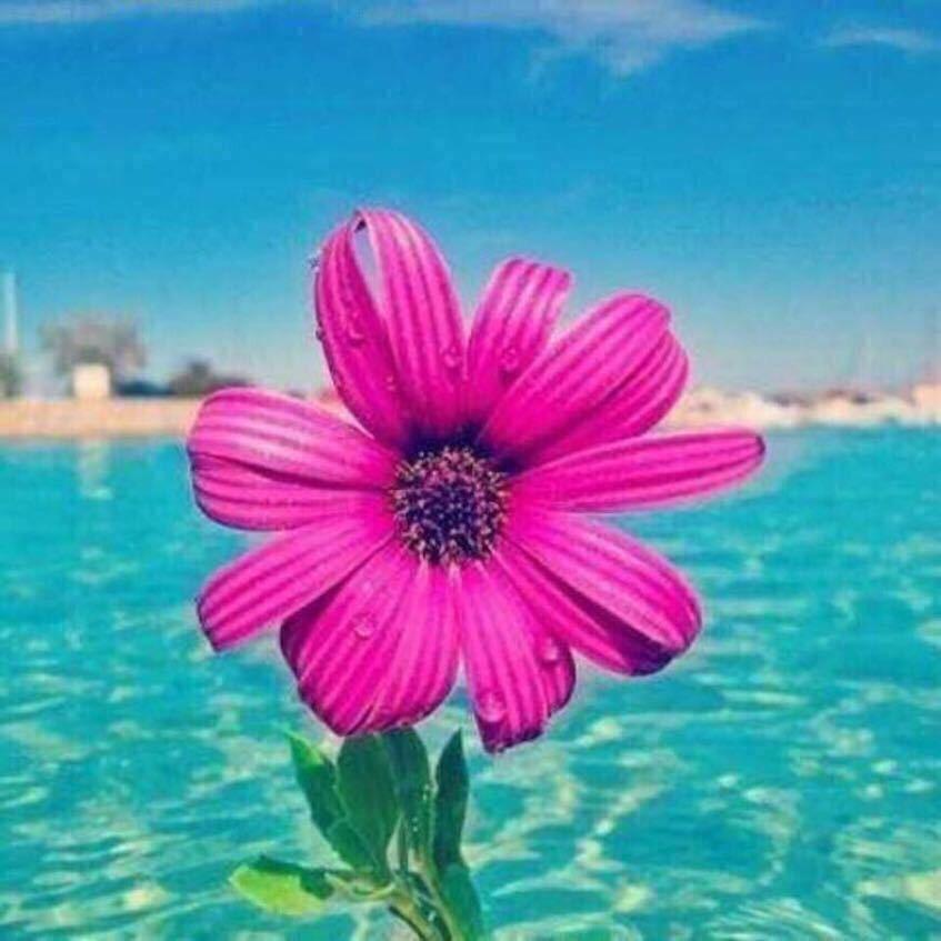 香香🌺头像
