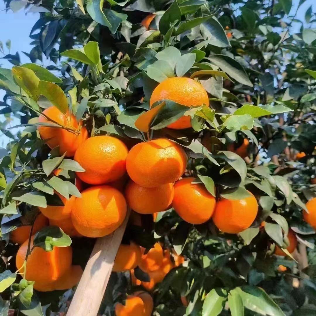 嘉兴宜运农产品有限公司企业店