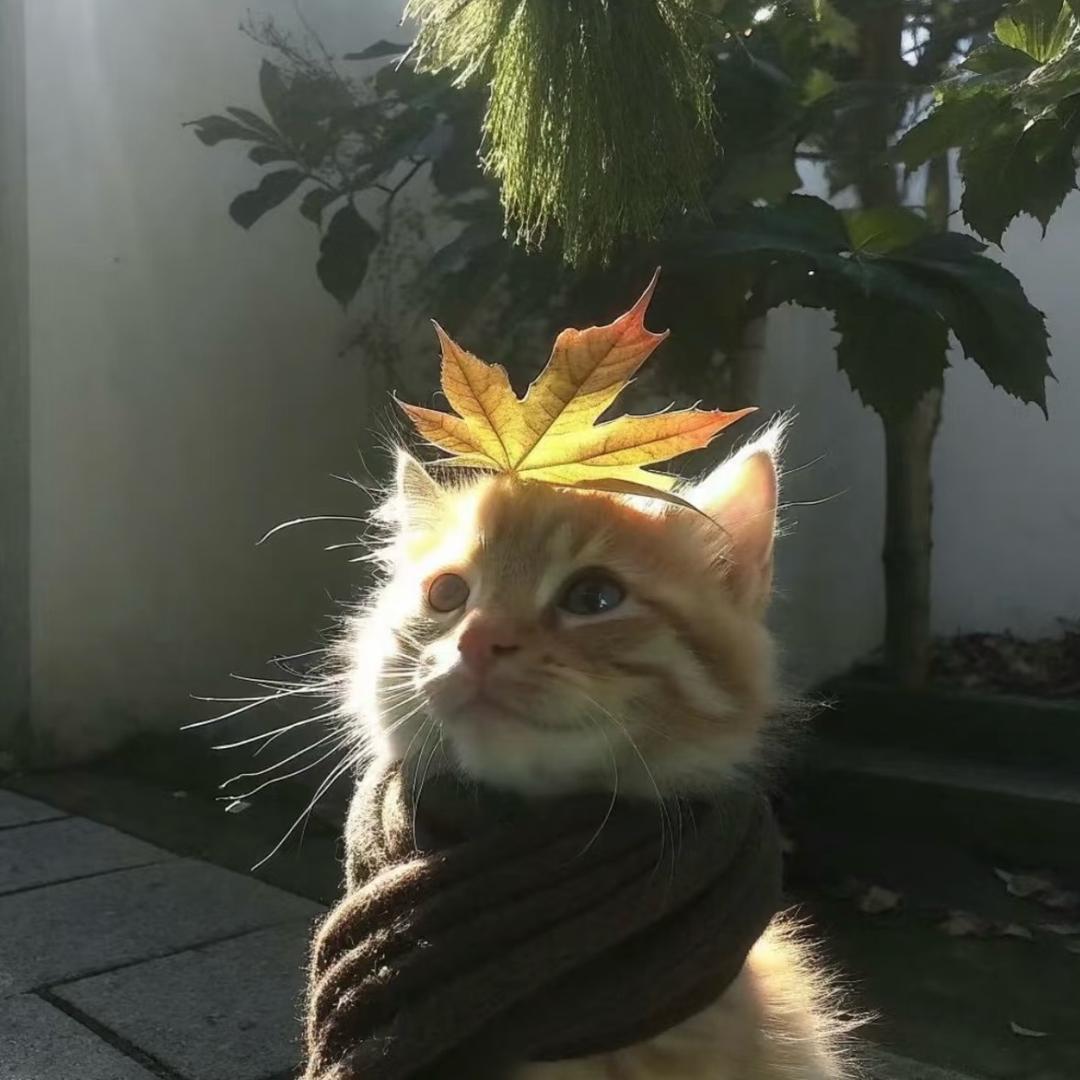一位马上会有一只猫的小女孩