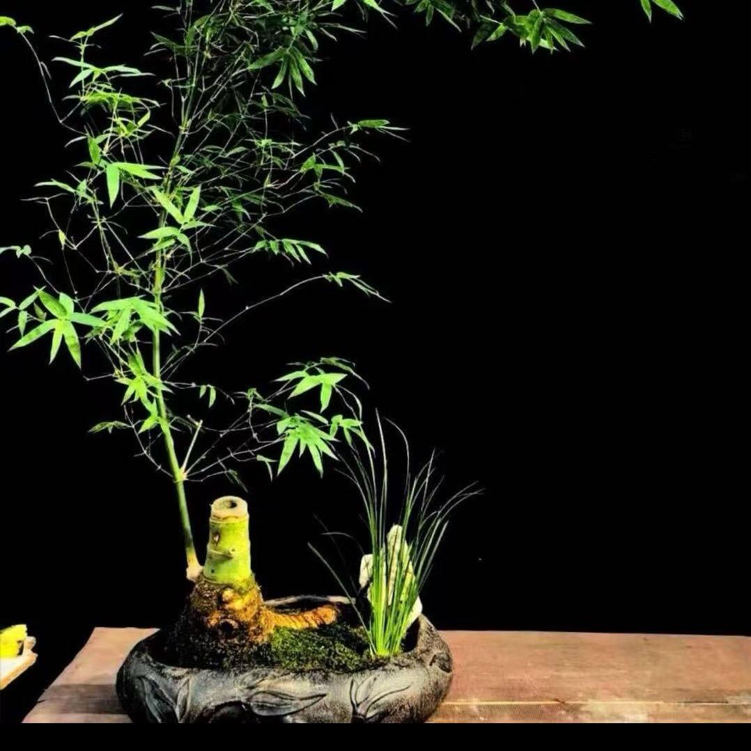 庭院景观设计（泰安良品庭院)