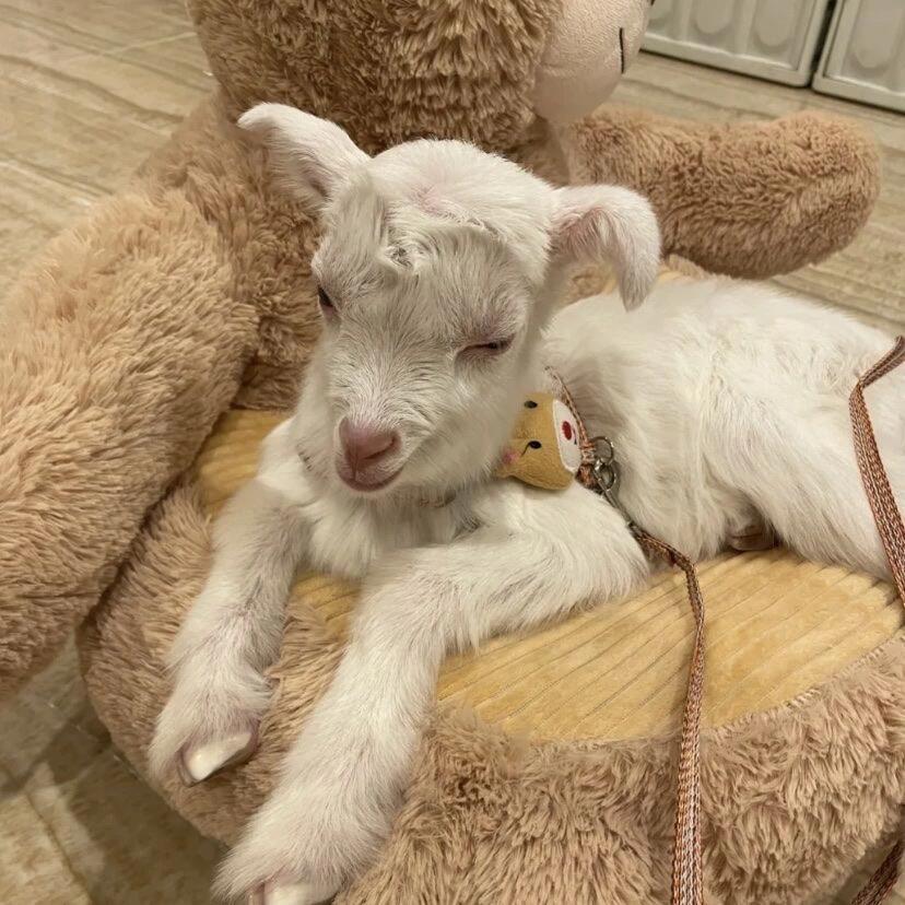 羊🐑.