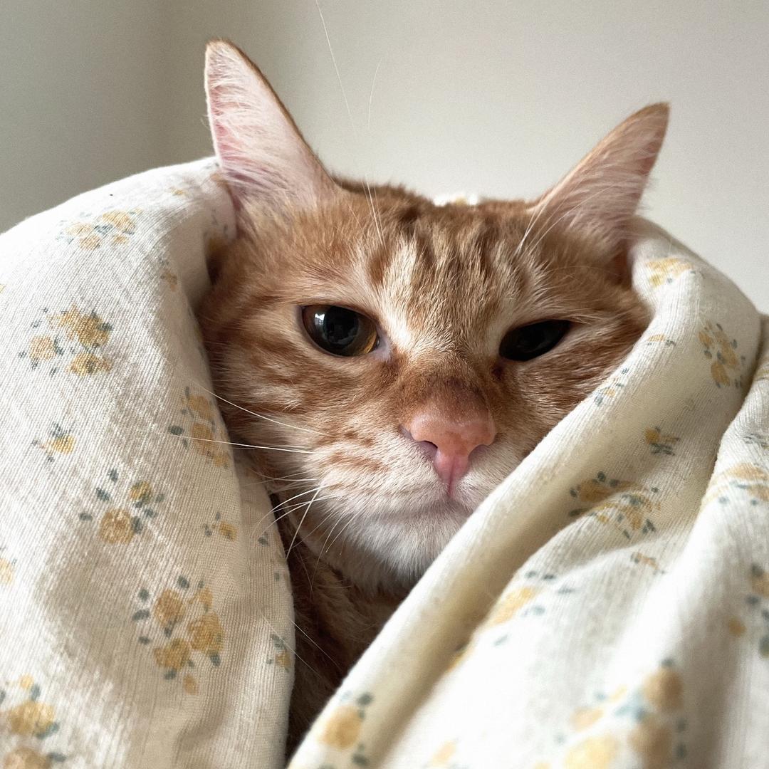 纯情大母猴