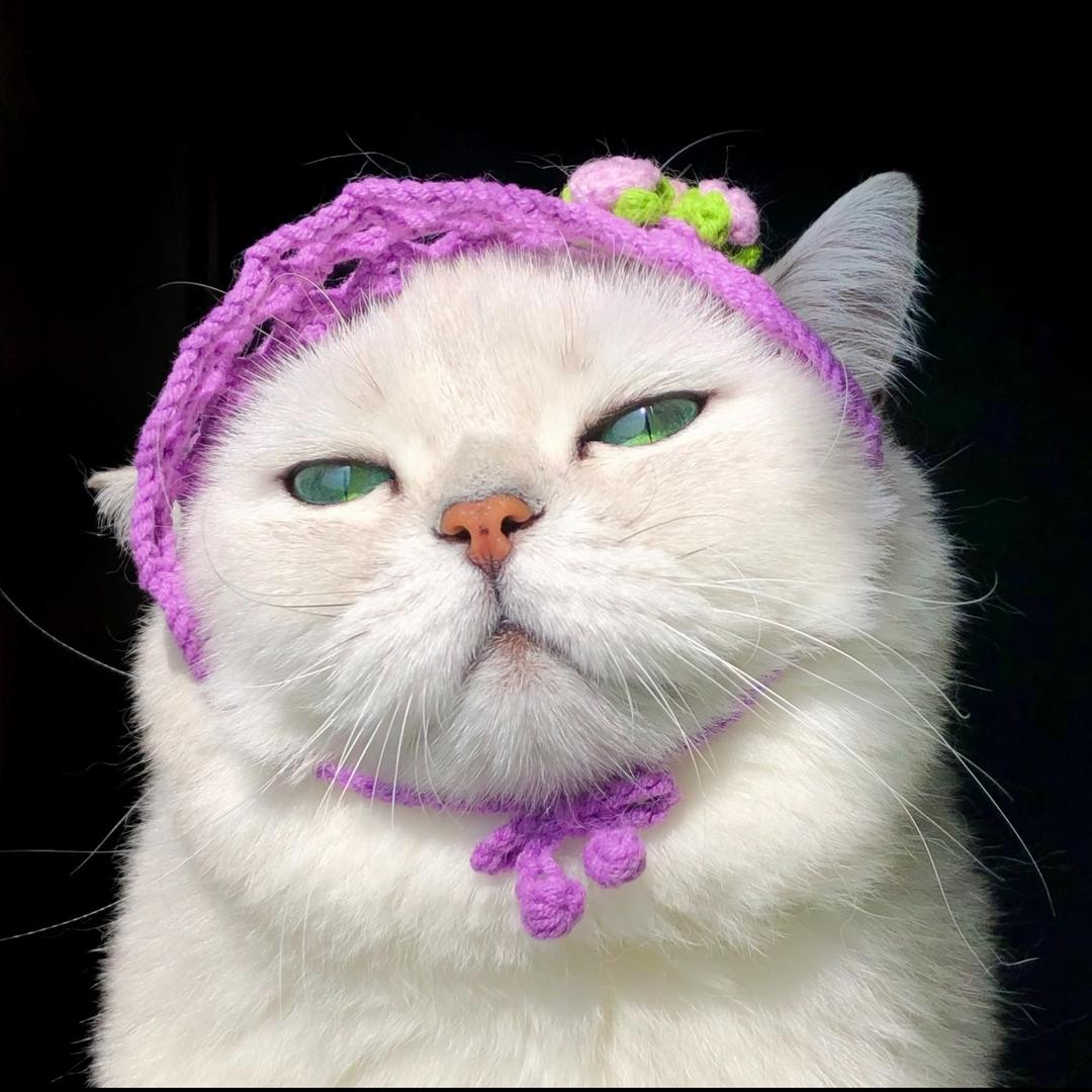 猫鲤鲤