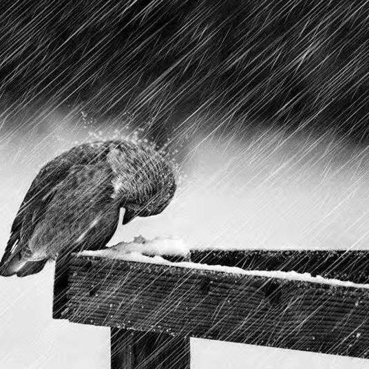 淋雨