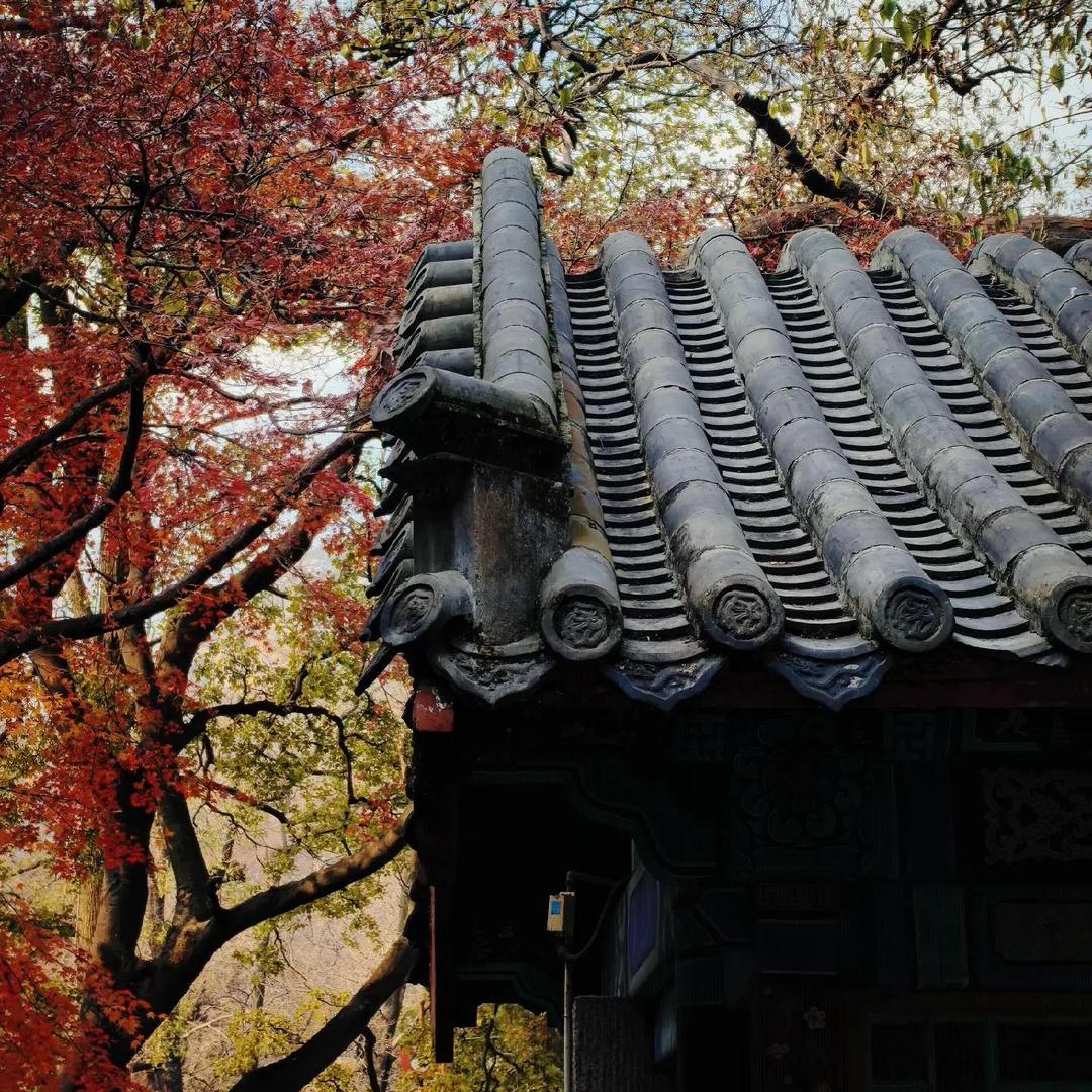 大马猴子🐒啦啦啦