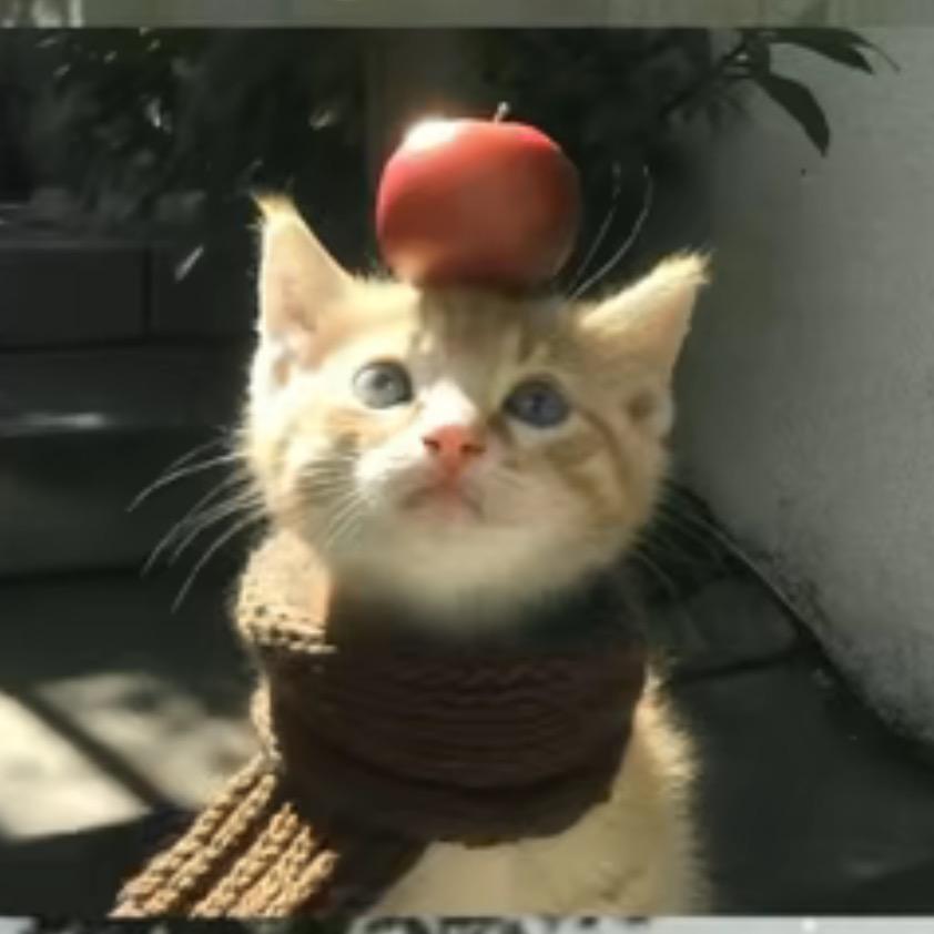 性感母蟑螂🧣