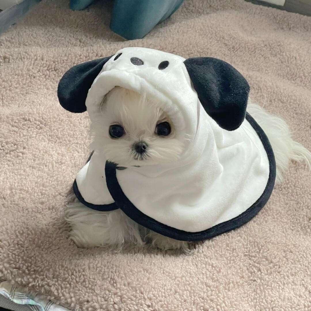小萌控